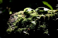 mystic moss